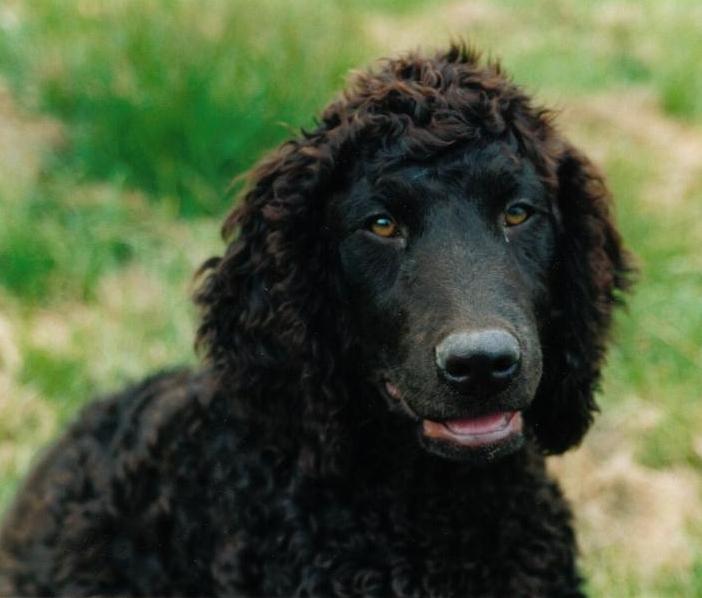 Фотографии к статье: Ирландский водяной спаниель (Irish Water Spaniel) / Советы по уходу и воспитанию породы собак, описание собаки, помощь при болезнях, фотографии, дискусии и форум.