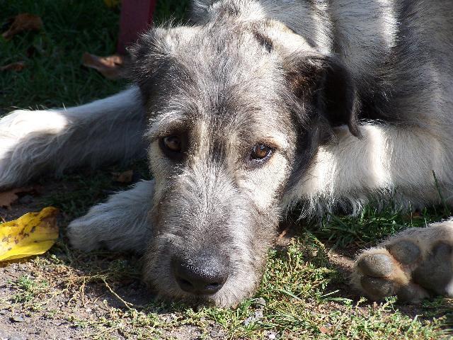 Фотографии к статье: Ирландский волкодав (Irish Wolfhound) / Советы по уходу и воспитанию породы собак, описание собаки, помощь при болезнях, фотографии, дискусии и форум.