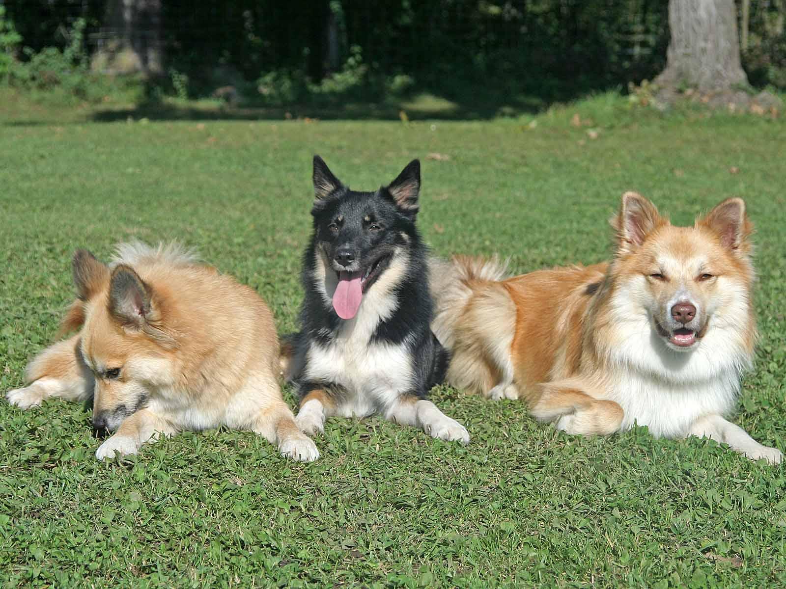 Фотографии к статье: Исландская собака (Iselandsk Farehond / Icelandic sheepdog) / Советы по уходу и воспитанию породы собак, описание собаки, помощь при болезнях, фотографии, дискусии и форум.