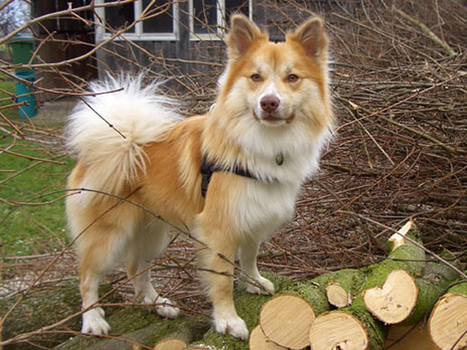 Фотографии к статье: Исландская собака (Iselandsk Farehond / Icelandic sheepdog) / Советы по уходу и воспитанию породы собак, описание собаки, помощь при болезнях, фотографии, дискусии и форум.