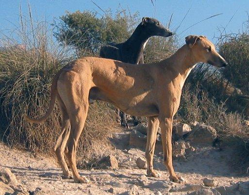 Фотографии к статье: Испанский гальго (Spanish Greyhound, Galgo espanol) / Советы по уходу и воспитанию породы собак, описание собаки, помощь при болезнях, фотографии, дискусии и форум.