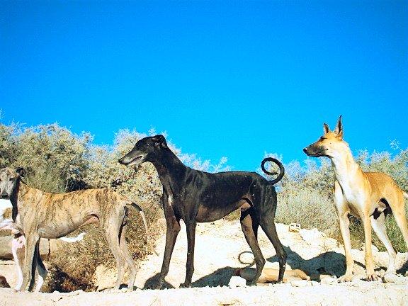 Фотографии к статье: Испанский гальго (Spanish Greyhound, Galgo espanol) / Советы по уходу и воспитанию породы собак, описание собаки, помощь при болезнях, фотографии, дискусии и форум.