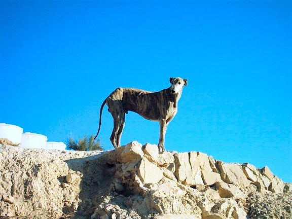 Фотографии к статье: Испанский гальго (Spanish Greyhound, Galgo espanol) / Советы по уходу и воспитанию породы собак, описание собаки, помощь при болезнях, фотографии, дискусии и форум.