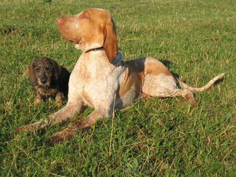 Фотографии к статье: Итальянская короткошерстная легавая (Bracco Italiano, Italian Pointing Dog) / Советы по уходу и воспитанию породы собак, описание собаки, помощь при болезнях, фотографии, дискусии и форум.