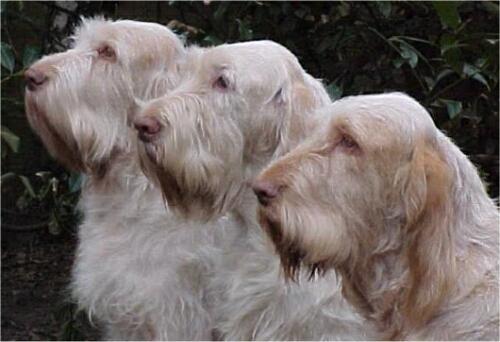 Фотографии к статье: Итальянский спиноне (Spinone Italiano, Italian