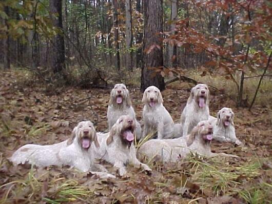 Фотографии к статье: Итальянский спиноне (Spinone Italiano, Italian Wire-haired Pointing Dog) / Советы по уходу и воспитанию породы собак, описание собаки, помощь при болезнях, фотографии, дискусии и форум.