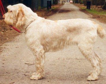 Фотографии к статье: Итальянский спиноне (Spinone Italiano, Italian Wire-haired Pointing Dog) / Советы по уходу и воспитанию породы собак, описание собаки, помощь при болезнях, фотографии, дискусии и форум.