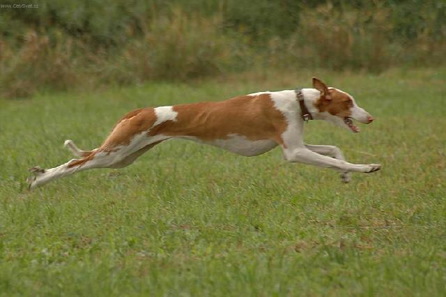 Фотографии к статье: Ивисская борзая (Podenco Ibicenco) / Советы по уходу и воспитанию породы собак, описание собаки, помощь при болезнях, фотографии, дискусии и форум.