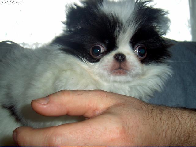 Фотографии к статье: Японский хин (Chin, Japanese Chin) / Советы по уходу и воспитанию породы собак, описание собаки, помощь при болезнях, фотографии, дискусии и форум.