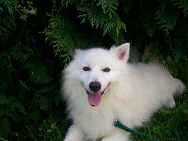 Фотографии к статье: Японский шпиц (нихон супитцу) (Japanese Spitz, Nihon Supittsu) / Советы по уходу и воспитанию породы собак, описание собаки, помощь при болезнях, фотографии, дискусии и форум.