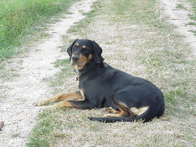 Фотографии к статье: Эрдели копо (трансильванский бракк) (Erdelyi Kopo, Transylvanian Hound) / Советы по уходу и воспитанию породы собак, описание собаки, помощь при болезнях, фотографии, дискусии и форум.