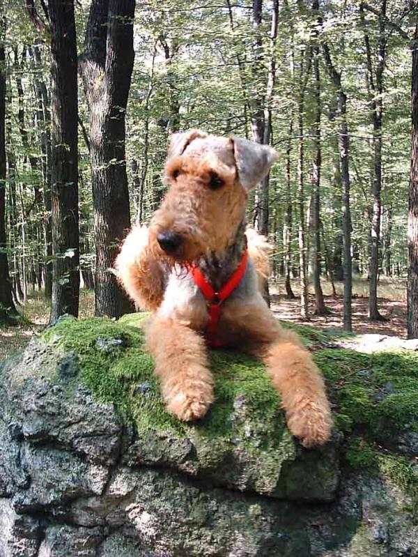 Фотографии к статье: Эрдельтерьер (Airedale Terrier) / Советы по уходу и воспитанию породы собак, описание собаки, помощь при болезнях, фотографии, дискусии и форум.