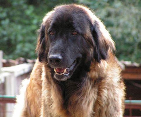 Фотографии к статье: Эштрельская овчарка (Estrela Mountain Dog) / Советы по уходу и воспитанию породы собак, описание собаки, помощь при болезнях, фотографии, дискусии и форум.