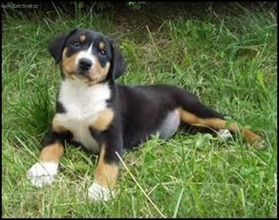 Фотографии к статье: Этленбухер-зенненхунд (Entlebucher Sennenhund) / Советы по уходу и воспитанию породы собак, описание собаки, помощь при болезнях, фотографии, дискусии и форум.