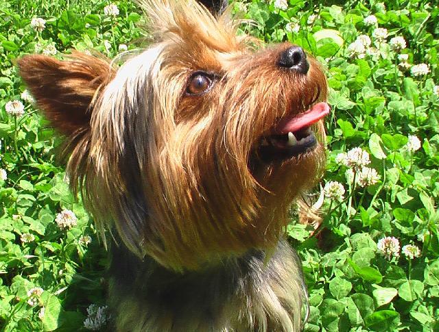 Фотографии к статье: Йоркширский терьер (Yorkshire Terrier) / Советы по уходу и воспитанию породы собак, описание собаки, помощь при болезнях, фотографии, дискусии и форум.