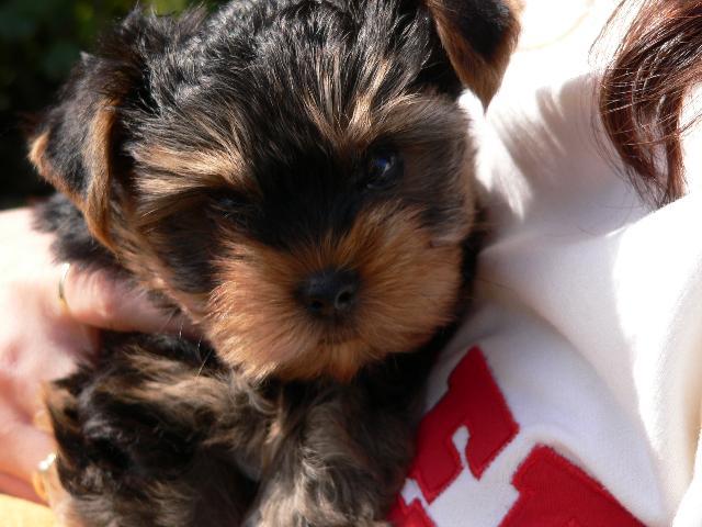 Фотографии к статье: Йоркширский терьер (Yorkshire Terrier) / Советы по уходу и воспитанию породы собак, описание собаки, помощь при болезнях, фотографии, дискусии и форум.