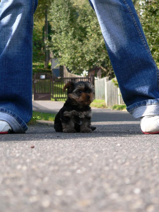 Фотографии к статье: Йоркширский терьер (Yorkshire Terrier) / Советы по уходу и воспитанию породы собак, описание собаки, помощь при болезнях, фотографии, дискусии и форум.