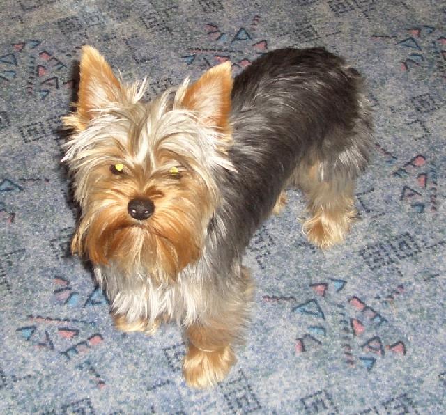 Фотографии к статье: Йоркширский терьер (Yorkshire Terrier) / Советы по уходу и воспитанию породы собак, описание собаки, помощь при болезнях, фотографии, дискусии и форум.