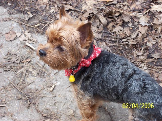 Фотографии к статье: Йоркширский терьер (Yorkshire Terrier) / Советы по уходу и воспитанию породы собак, описание собаки, помощь при болезнях, фотографии, дискусии и форум.