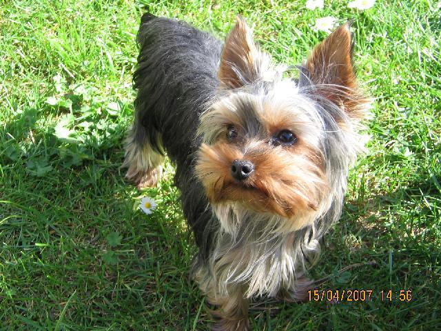 Фотографии к статье: Йоркширский терьер (Yorkshire Terrier) / Советы по уходу и воспитанию породы собак, описание собаки, помощь при болезнях, фотографии, дискусии и форум.