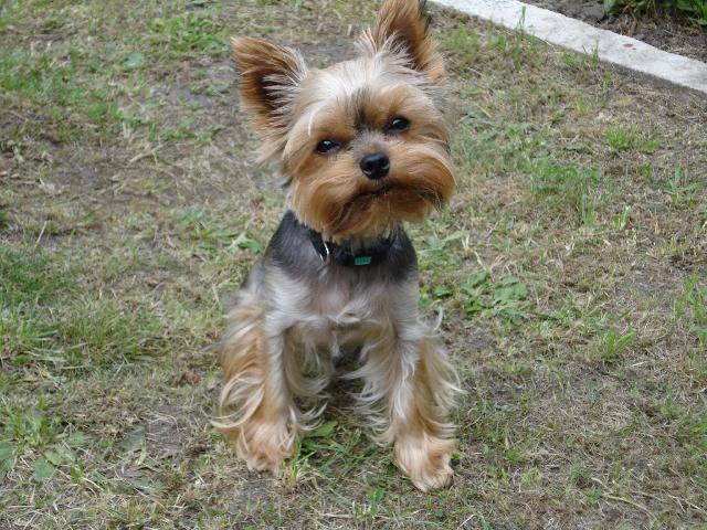 Фотографии к статье: Йоркширский терьер (Yorkshire Terrier) / Советы по уходу и воспитанию породы собак, описание собаки, помощь при болезнях, фотографии, дискусии и форум.