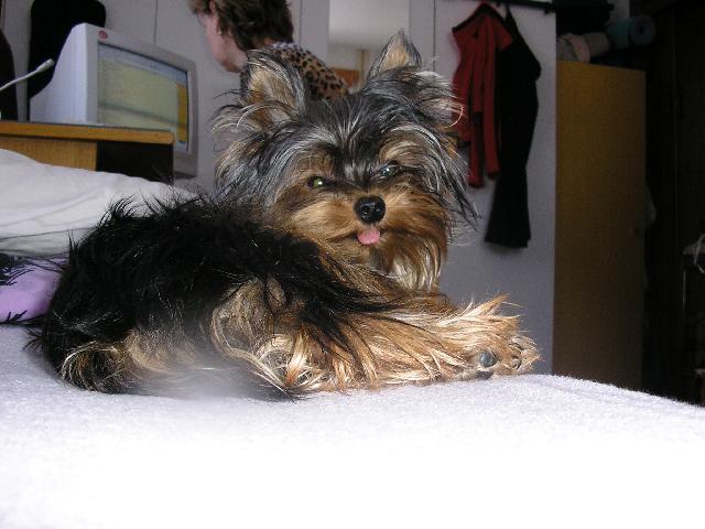 Фотографии к статье: Йоркширский терьер (Yorkshire Terrier) / Советы по уходу и воспитанию породы собак, описание собаки, помощь при болезнях, фотографии, дискусии и форум.