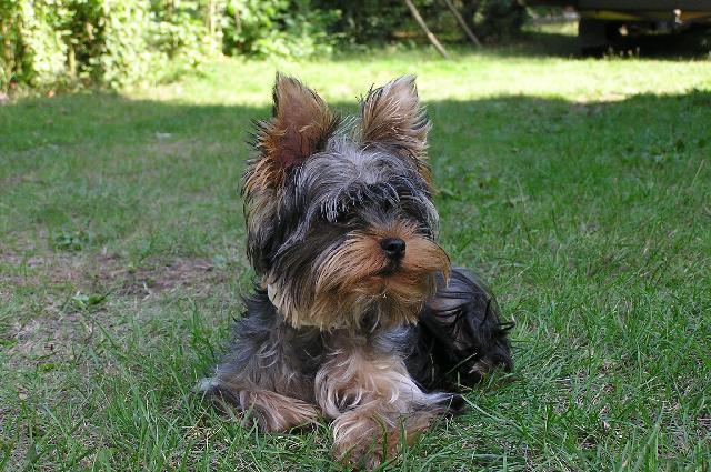 Фотографии к статье: Йоркширский терьер (Yorkshire Terrier) / Советы по уходу и воспитанию породы собак, описание собаки, помощь при болезнях, фотографии, дискусии и форум.