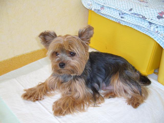 Фотографии к статье: Йоркширский терьер (Yorkshire Terrier) / Советы по уходу и воспитанию породы собак, описание собаки, помощь при болезнях, фотографии, дискусии и форум.