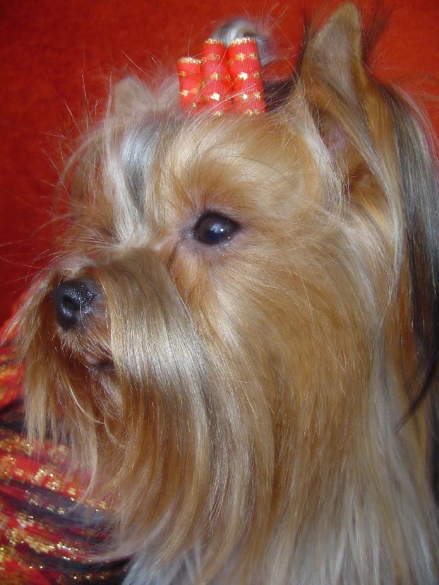 Фотографии к статье: Йоркширский терьер (Yorkshire Terrier) / Советы по уходу и воспитанию породы собак, описание собаки, помощь при болезнях, фотографии, дискусии и форум.