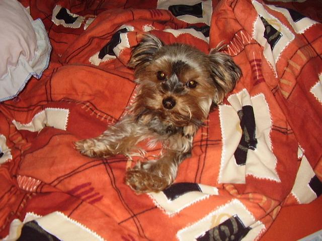 Фотографии к статье: Йоркширский терьер (Yorkshire Terrier) / Советы по уходу и воспитанию породы собак, описание собаки, помощь при болезнях, фотографии, дискусии и форум.