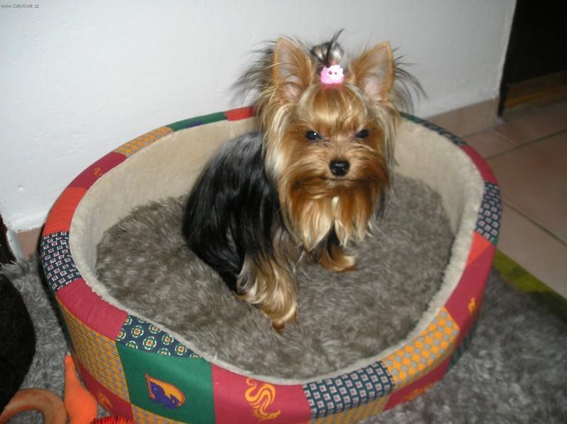 Фотографии к статье: Йоркширский терьер (Yorkshire Terrier) / Советы по уходу и воспитанию породы собак, описание собаки, помощь при болезнях, фотографии, дискусии и форум.