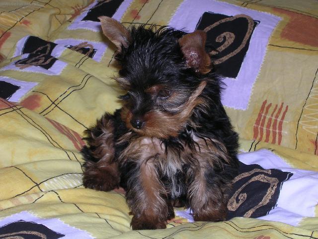 Фотографии к статье: Йоркширский терьер (Yorkshire Terrier) / Советы по уходу и воспитанию породы собак, описание собаки, помощь при болезнях, фотографии, дискусии и форум.