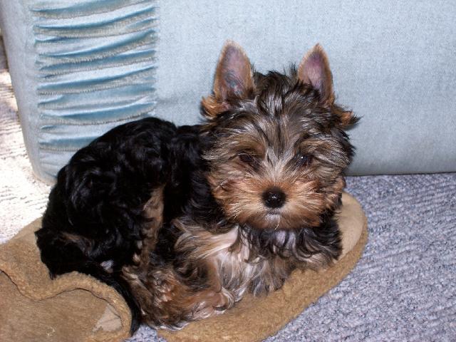 Фотографии к статье: Йоркширский терьер (Yorkshire Terrier) / Советы по уходу и воспитанию породы собак, описание собаки, помощь при болезнях, фотографии, дискусии и форум.