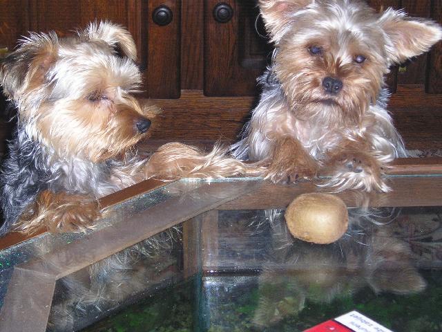 Фотографии к статье: Йоркширский терьер (Yorkshire Terrier) / Советы по уходу и воспитанию породы собак, описание собаки, помощь при болезнях, фотографии, дискусии и форум.