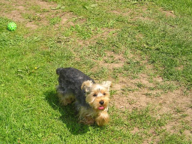 Фотографии к статье: Йоркширский терьер (Yorkshire Terrier) / Советы по уходу и воспитанию породы собак, описание собаки, помощь при болезнях, фотографии, дискусии и форум.