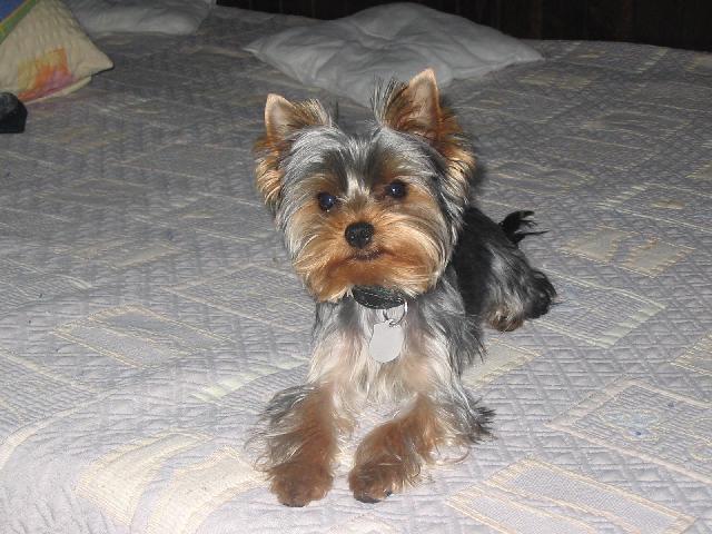 Фотографии к статье: Йоркширский терьер (Yorkshire Terrier) / Советы по уходу и воспитанию породы собак, описание собаки, помощь при болезнях, фотографии, дискусии и форум.