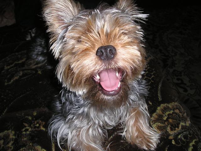 Фотографии к статье: Йоркширский терьер (Yorkshire Terrier) / Советы по уходу и воспитанию породы собак, описание собаки, помощь при болезнях, фотографии, дискусии и форум.