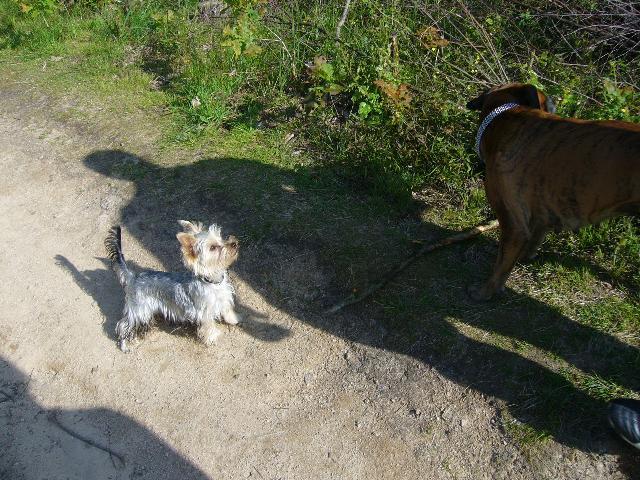 Фотографии к статье: Йоркширский терьер (Yorkshire Terrier) / Советы по уходу и воспитанию породы собак, описание собаки, помощь при болезнях, фотографии, дискусии и форум.