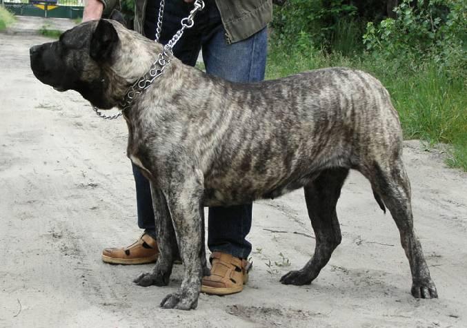 Фотографии к статье: Канарский дог (Dogo Canario) / Советы по уходу и воспитанию породы собак, описание собаки, помощь при болезнях, фотографии, дискусии и форум.