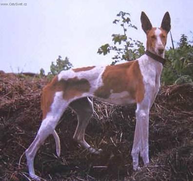 Фотографии к статье: Канарский поденко (Podenco Canario) / Советы по уходу и воспитанию породы собак, описание собаки, помощь при болезнях, фотографии, дискусии и форум.