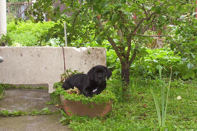 Фотографии к статье: Кане-корсо (Cane Corso Italiano) / Советы по уходу и воспитанию породы собак, описание собаки, помощь при болезнях, фотографии, дискусии и форум.