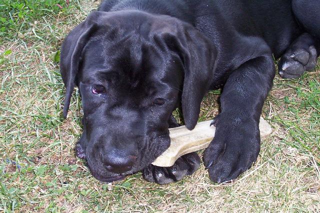 Фотографии к статье: Кане-корсо (Cane Corso Italiano) / Советы по уходу и воспитанию породы собак, описание собаки, помощь при болезнях, фотографии, дискусии и форум.