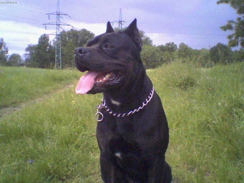 Фотографии к статье: Кане-корсо (Cane Corso Italiano) / Советы по уходу и воспитанию породы собак, описание собаки, помощь при болезнях, фотографии, дискусии и форум.