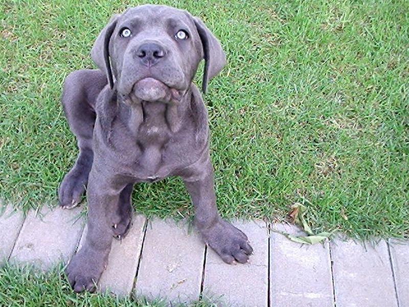 Фотографии к статье: Кане-корсо (Cane Corso Italiano) / Советы по уходу и воспитанию породы собак, описание собаки, помощь при болезнях, фотографии, дискусии и форум.