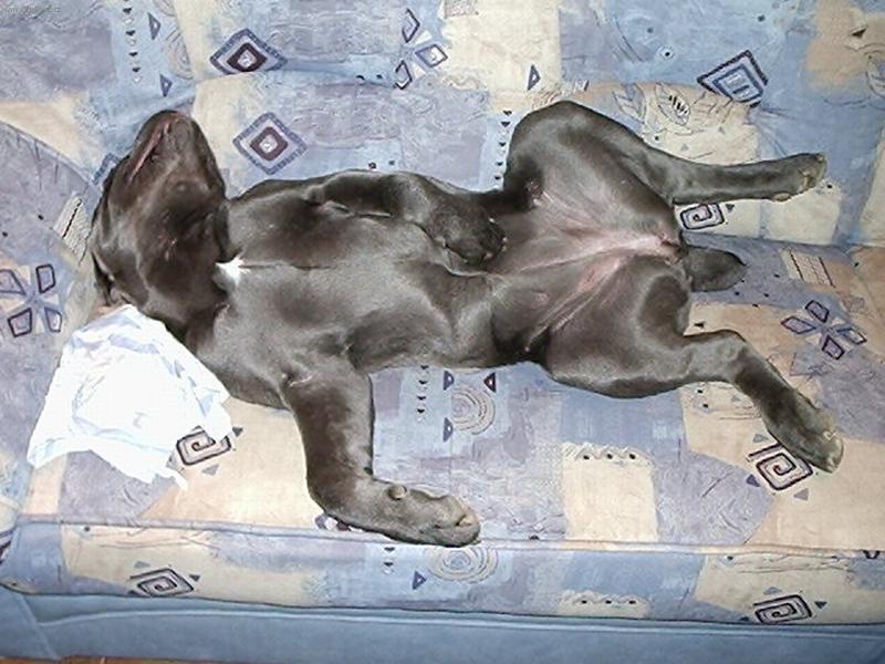 Фотографии к статье: Кане-корсо (Cane Corso Italiano) / Советы по уходу и воспитанию породы собак, описание собаки, помощь при болезнях, фотографии, дискусии и форум.