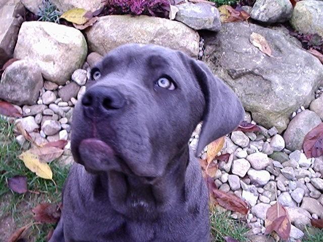 Фотографии к статье: Кане-корсо (Cane Corso Italiano) / Советы по уходу и воспитанию породы собак, описание собаки, помощь при болезнях, фотографии, дискусии и форум.