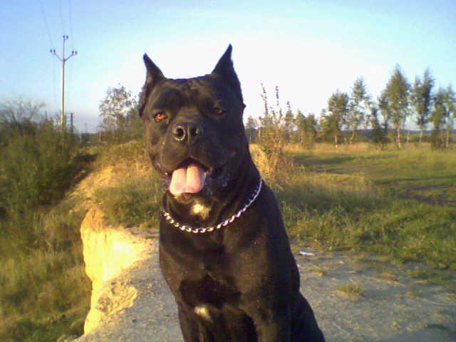 Фотографии к статье: Кане-корсо (Cane Corso Italiano) / Советы по уходу и воспитанию породы собак, описание собаки, помощь при болезнях, фотографии, дискусии и форум.