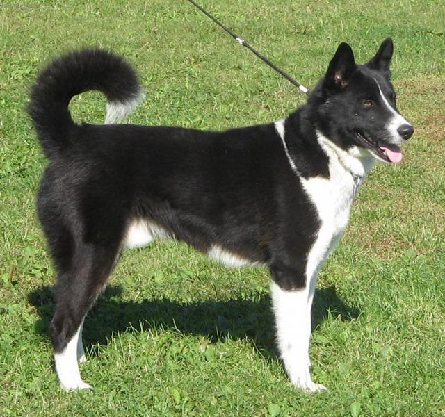 Фотографии к статье: Карельская медвежья собака (Karjalankarhukoira, Karelian Bear Dog) / Советы по уходу и воспитанию породы собак, описание собаки, помощь при болезнях, фотографии, дискусии и форум.