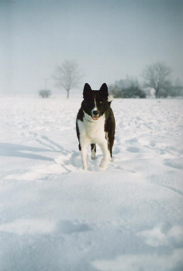 Фотографии к статье: Карельская медвежья собака (Karjalankarhukoira, Karelian Bear Dog) / Советы по уходу и воспитанию породы собак, описание собаки, помощь при болезнях, фотографии, дискусии и форум.