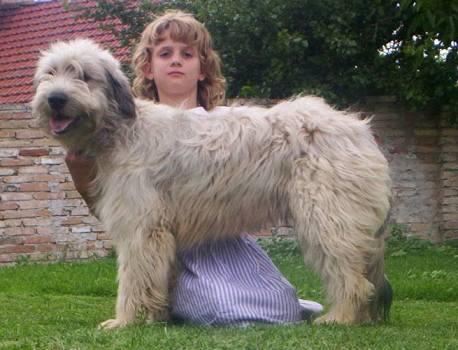 Фотографии к статье: Каталонская овчарка (Catalan Sheepdog) / Советы по уходу и воспитанию породы собак, описание собаки, помощь при болезнях, фотографии, дискусии и форум.